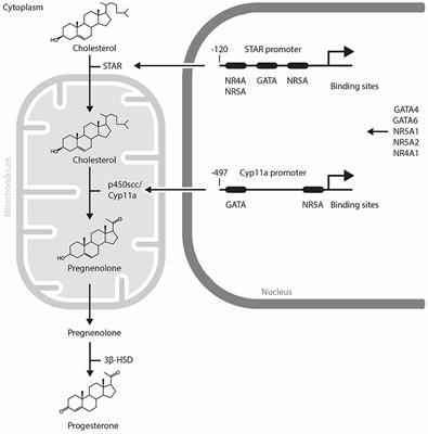 Possible Mechanisms for Maintenance and Regression of Corpus Luteum Through the Ubiquitin-Proteasome and Autophagy System Regulated by Transcriptional Factors